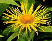 Inula Racemosa