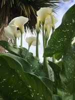 Zantedeschia Aethiopica 'White Giant'