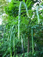 Phyllodium Pulchellum