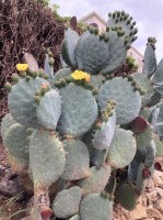 Opuntia Robusta San Luis Potosi