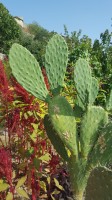 Opuntia Maxima