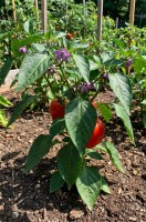 Capsicum Pubescens 'Red Giant'