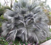 Brahea Sp.Super Silver 