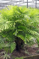 Licuala Glabra Var.Glabra 