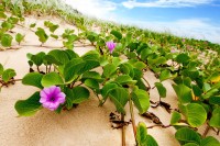 Ipomoea Pes-caprae