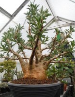Pachypodium Saundersii 