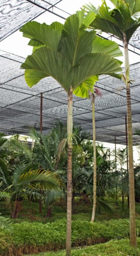 Hydriastelebeguinii05.jpg