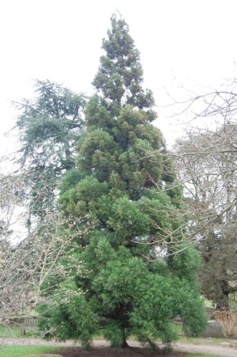 CryptomeriaJaponica06.jpg