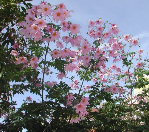 DahliaImperialis01.jpg