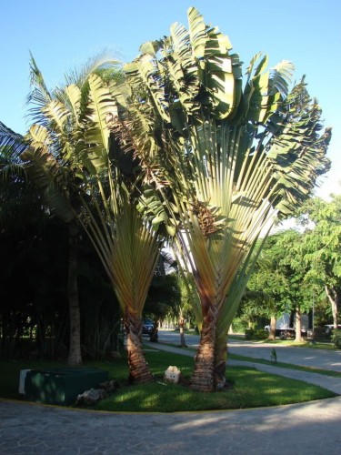 PhenakospermumGuyannense06.jpg