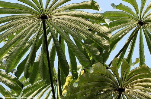 MusangaCecropioides08.jpg