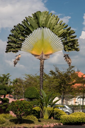 RavenalaMadagascariensis01.jpg