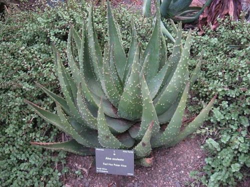AloeAceulata02.jpg