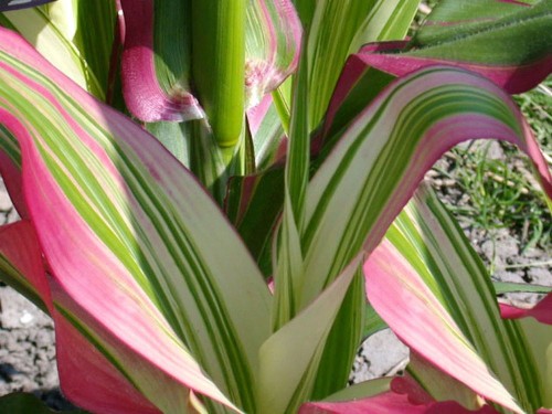 ZeaJaponica01.jpg