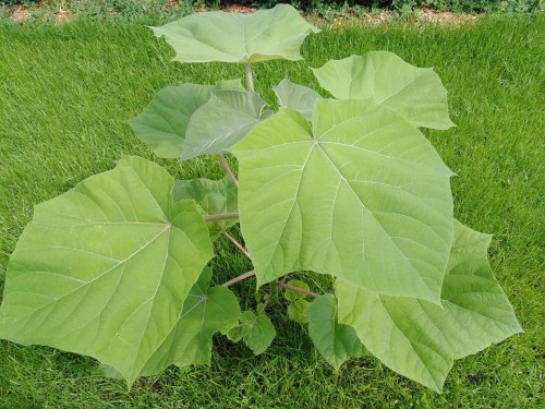 Paulownia03.jpg