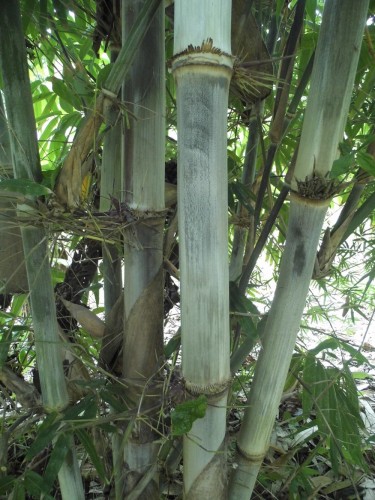 DendrocalamusPeculiaris01.jpg