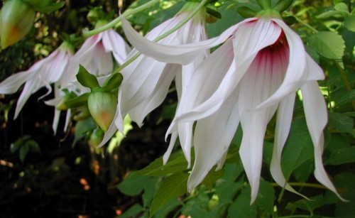 DahliaCampanulata02.jpg