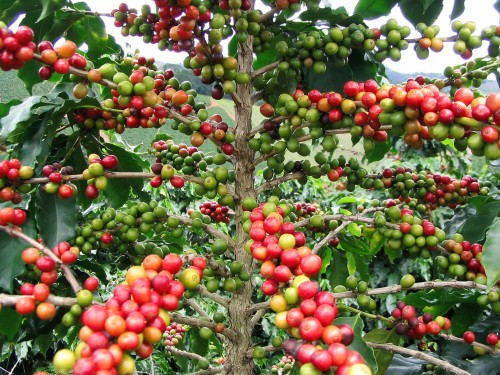 CoffeaArabica10.jpg