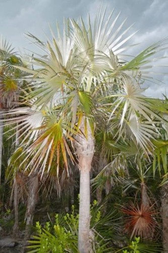 Coccothrinaxlitoralis05.jpg