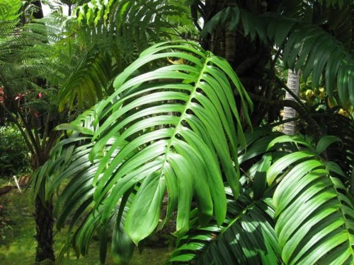 RhapidophoraDecursiva02.jpg