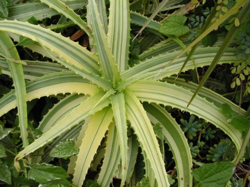 AloeArborescensVariegata03.jpg