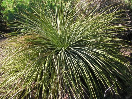 AgaveOrnithobroma02.jpg