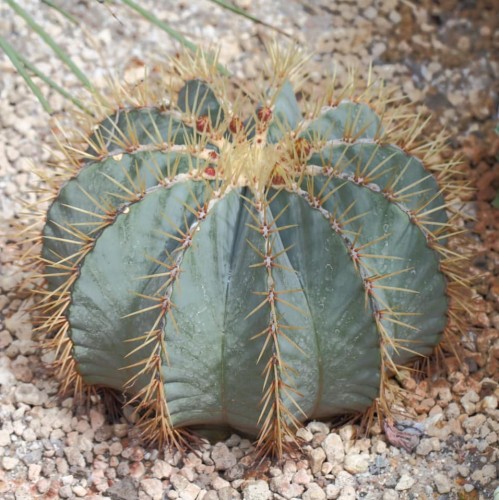FerocactusGlaucescens01.jpg