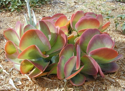 KalanchoeThyrisflora01.jpg