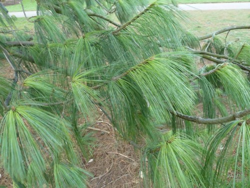 PinusWallichiana04.jpg