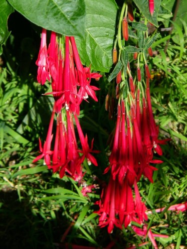 FuchsiaBolivianaRed02.jpg