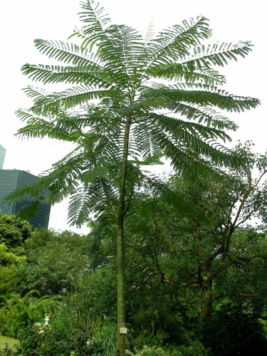 SchizolobiumParahyba04.jpg