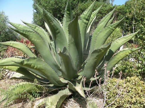 AgaveSalmiana04.jpg