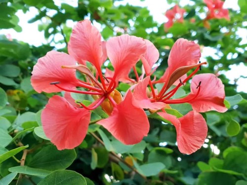 BauhiniaGalpinia02.jpg