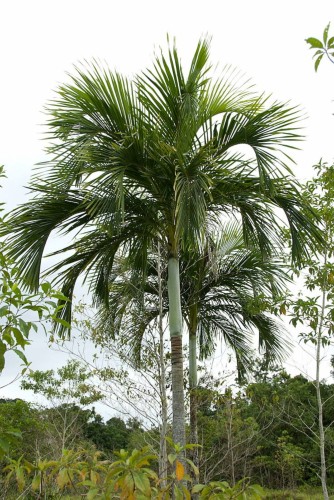 HydriasteleBiakensis03.jpg
