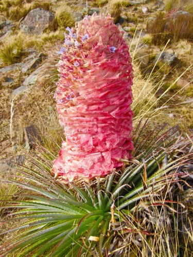 PuyaWeberiana02.jpg
