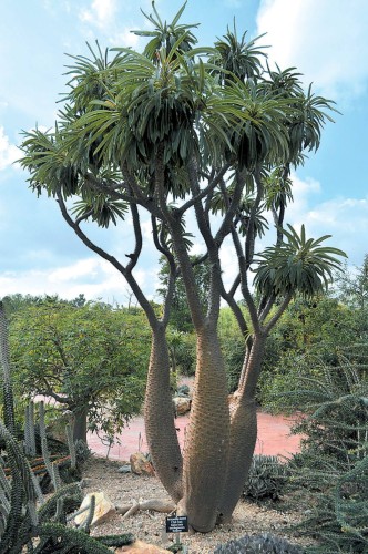 PachypodiumLamerei03.jpg