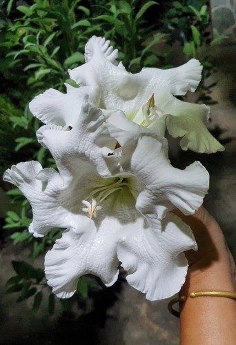 BeaumontiaGrandiflora03.jpg