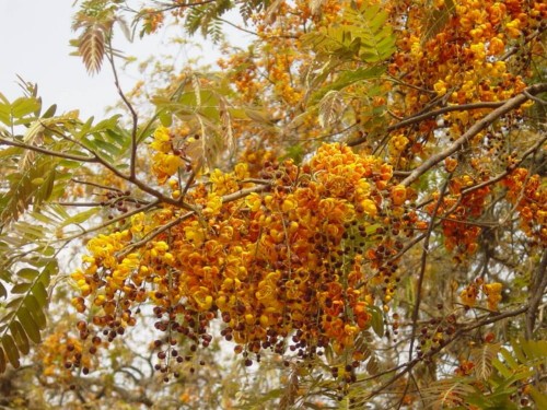 CassiaMoschata03.jpg