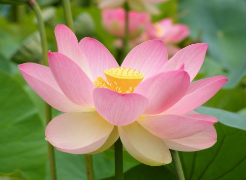 NelumboNucifera02.jpg