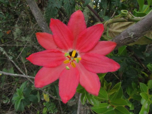 PassifloraAdulterina04.jpg
