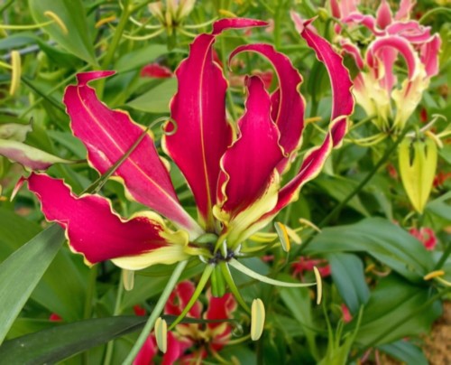 GloriosaRotschildiana03.jpg