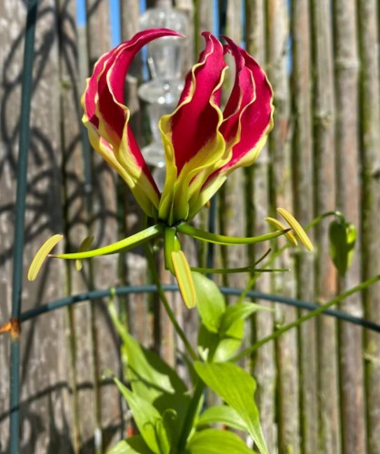 GloriosaCarsonii04.jpg