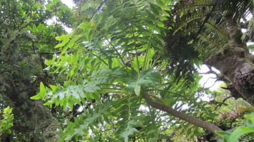 DendroserisPinnata01.jpg