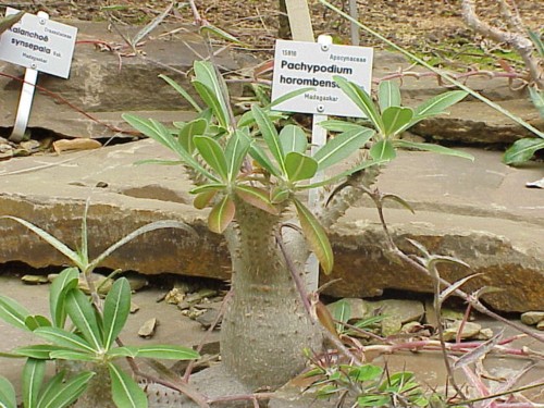 PachypodiumHorombense01.jpg