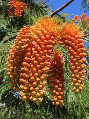ColvilleaRacemosa01.jpg