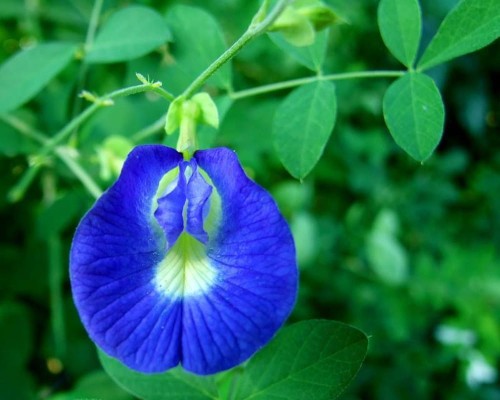 Clitoriaternatea02.jpg