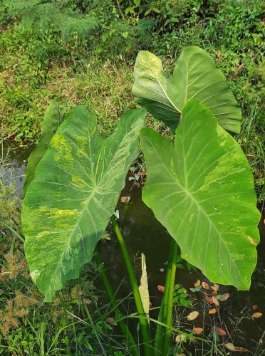 ColocasiaEsculentaVariegata01.jpg