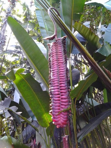 HeliconiaMariae03.jpg