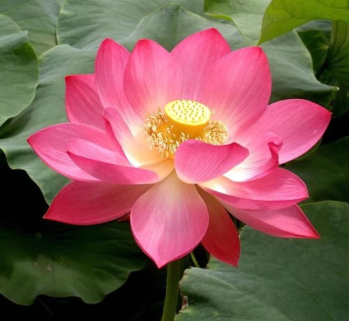 NelumboNuciferaRed05.jpg