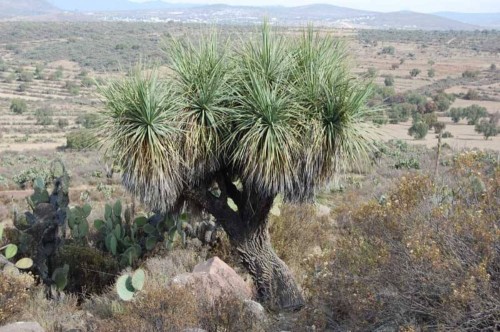 NolinaParviflora01.jpg
